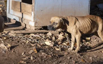 Humane World for Animals assists the South Carolina Law Enforcement Division with two alleged dogfighting seizures in Chester County on Nov. 5, 2025.