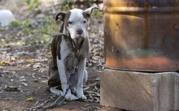 Caption Humane World for Animals assists the South Carolina Law Enforcement Division with two alleged dogfighting seizures in rural Chester County, S.C.
