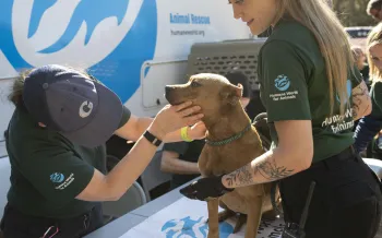 Humane World for Animals assists the South Carolina Law Enforcement Division with two alleged dogfighting seizures in rural Chester County, S.C., Nov. 5, 2025