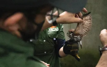 ARCAS Rescue Center staff and volunteers, supported by Humane World for Animals, release a bird.