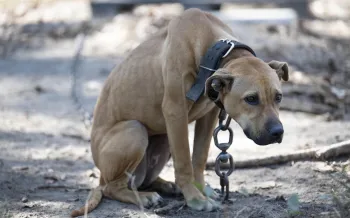 a dog with a chain around its neck