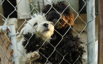 Two dogs, one white and one black, with matter fur stand up behind a wire fence.