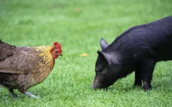 A chicken and a pig stand near each other in the grass.
