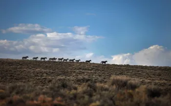 A row of eleven wild horses walk across the horizon.
