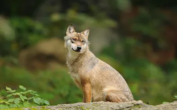 Gray wolf sitting on a stone.