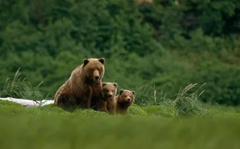 a grizzly bear mother and two cubs stand in the grass.