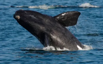 Right whale surfacing from the water.