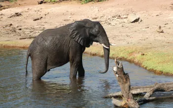 A small elephant walk out of water onto dry land.