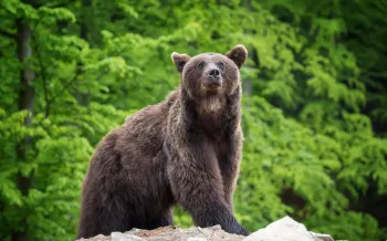 A brown bear stands atop a rock in front of a background of greenery.