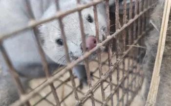 Description Mink fur farm in Pulandian, China 2023