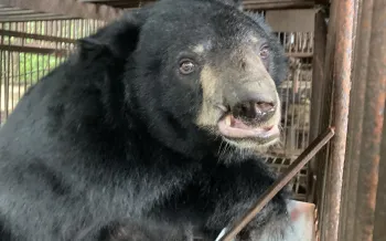 Bear on a bear bile farm in South Korea