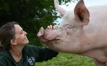 Person petting pig's snout in a green field.