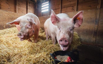 Rescue Pigs