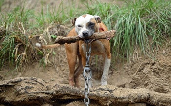 a dog holding a stick in its mouth