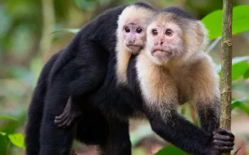 White-Faced Capuchin Monkeys, Mother and Baby in Tortuguero National Park, Costa Rica