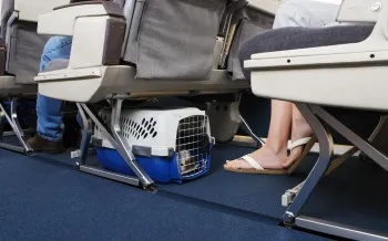 Passenger traveling, seated on an airplane with their pet dog. Pet carrier is stowed under the seat.