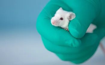 A green gloved hand holds a white laboratory mouse. 