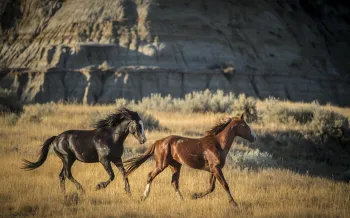 Two wild Nokota horses run freely across the grasslands of Theodore Roosevelt National Park.
