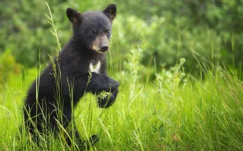 A baby black bear sub stands on its hind legs and looks at the viewer. The cub is situated in leafy grass and greenery.