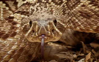 a close-up view of a rattlesnake