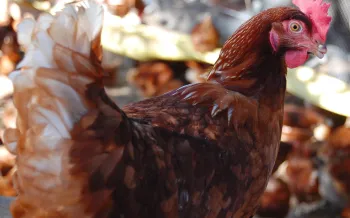 Cage-free chickens