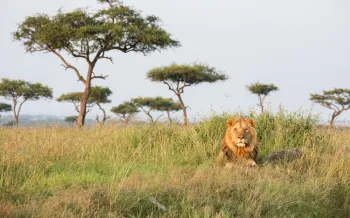 lion lying on a hill