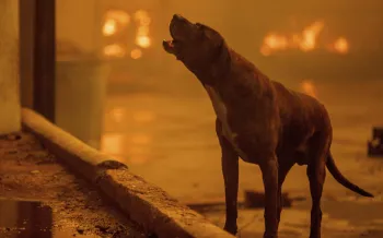 a dog amidst a fire-lit environment