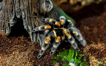 tarantula in natural habitat