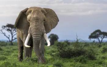 elephant standing in a lush, green savanna
