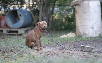 a dog on a leash on a chain
