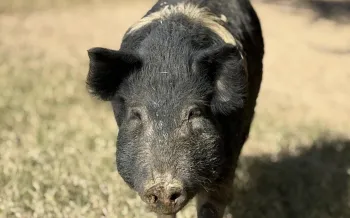 a pig standing on grass