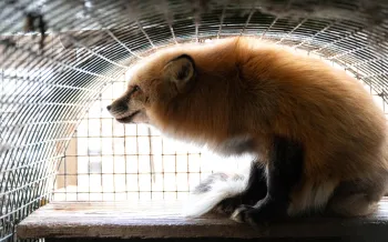 Fox held in cage looking outward