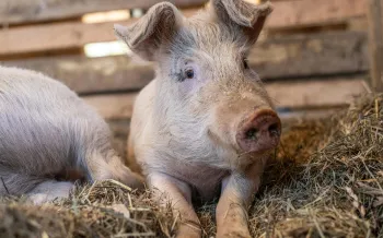 Sylvia, a piglet, playfully gazes up from her straw bed.
