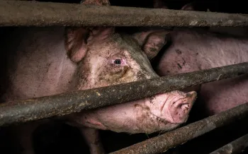 Pig on a factory farm