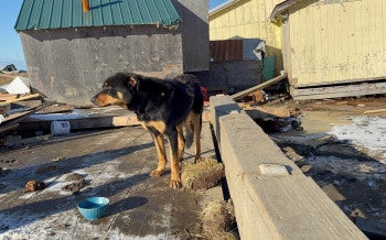 A black dog in Kipnuk, Alaska, greets responders after Typhoon Halong