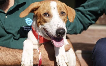 Dog looking straight ahead while being held by a human