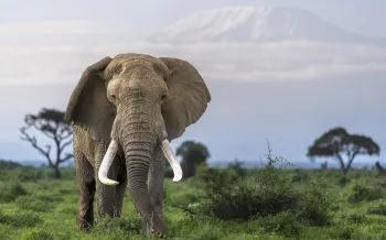 An African elephant with large tusks grazes in Amboseli National Park, Kenya with Mt Kilimanjaro on the horizon.