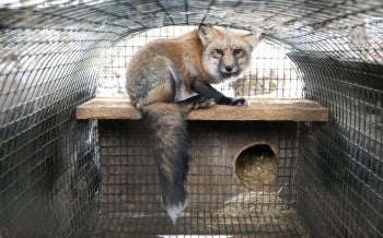 The image depicts a fox with a bushy tail sitting inside a wire mesh enclosure. 