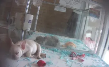 Puppies inside small enclosures