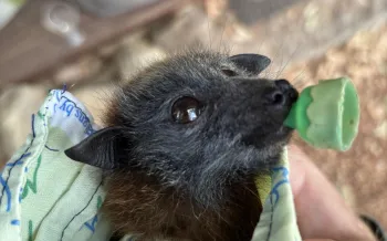 Humane World for Animals in Australia responds to Victoria wildfires