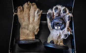 Lion paw bottle opener