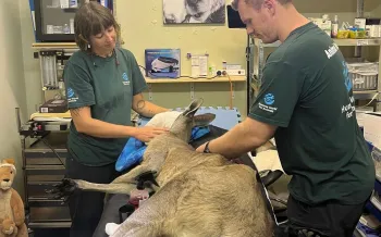 In Australia, a kangaroo getting fire care 
