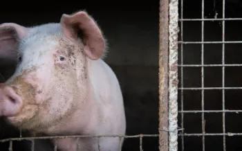 A pig behind bars
