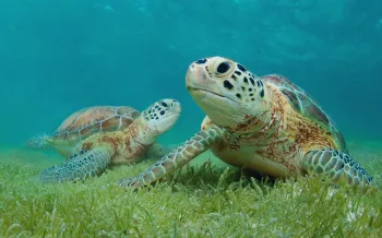Two green sea turtle underwater with sea grass in Akumal, Yucatan, Mexico.