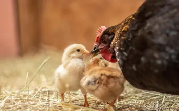 a chicken and a couple chicks