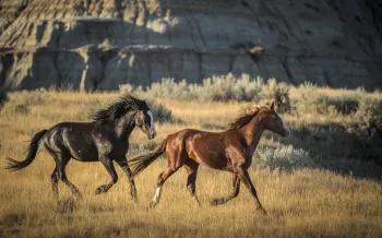 horses running in an open field