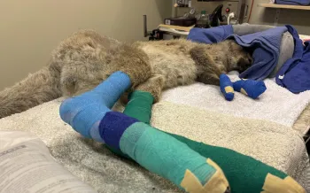 Australia wildfire disaster response 