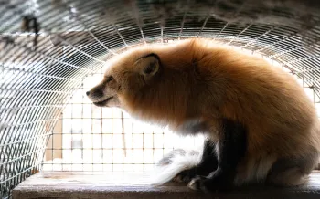 The image shows a fox with sitting inside a wire mesh enclosure.