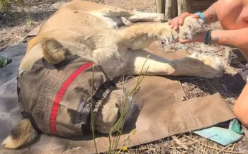 Rescuing a lioness during fires in South Africa January 2026