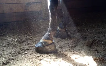 Two scarred horse legs.